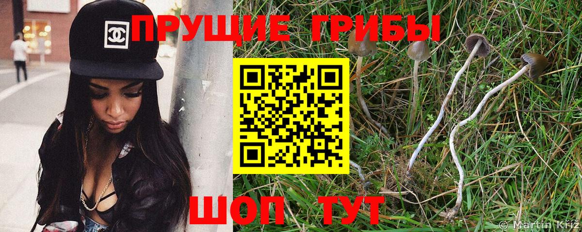 Галлюциногенные грибы Psilocybine cubensis Химки